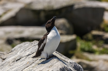 Razorbill Auk (Alca torda) Breeding Season