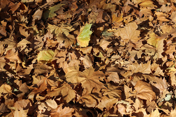 Plane tree platanus dry yellow green leaves autumn fall october