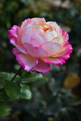 Rosa Bicolor