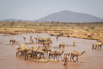 Fototapeta na wymiar A herd of camels cools in the river on a hot summer day. Kenya, Ethiopia. Africa