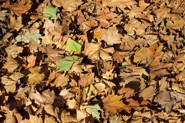 Plane tree platanus dry yellow green leaves autumn fall october