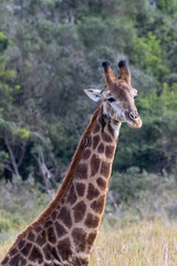 Giraffe 9