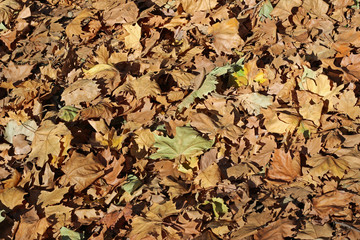 Plane tree platanus dry yellow green leaves autumn fall october