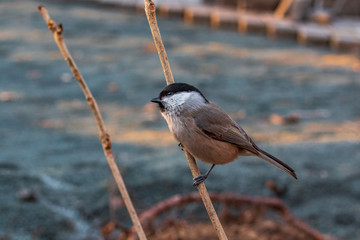 Ordinary nuthatch or Sittidae on a dry branch of a tree in the autumn forest of the Russian Far East.