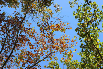 Fototapeta premium Plane platanus tree branches autumn fall