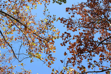 Plane platanus tree branches autumn fall