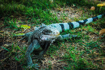 reptil