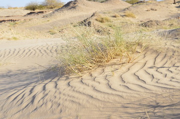 Plant in the sand