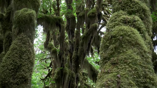 tilt down shot of three bigleaf maple trunks covered in moss on the hall of mosses walk in the hoh rain forest at olympic national park of the us pacific northwest