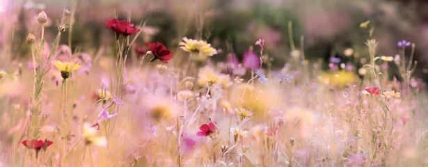 Deurstickers wilde bloemen weide natuur banner pastel © bittedankeschön
