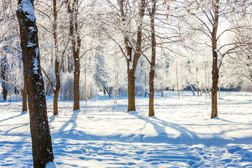 Frosty trees in snowy forest, cold weather in sunny morning. Tranquil winter nature in sunlight. Inspirational natural winter garden or park. Peaceful cool ecology nature landscape background