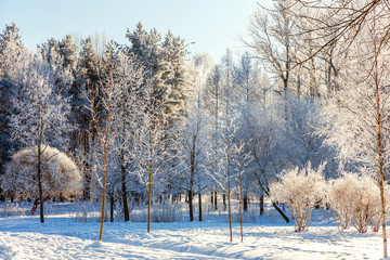 Frosty trees in snowy forest, cold weather in sunny morning. Tranquil winter nature in sunlight. Inspirational natural winter garden or park. Peaceful cool ecology nature landscape background