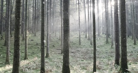 Magical summer to winter season change in the sunny forest landscape with snowfall.