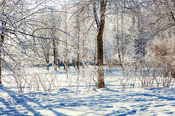 Frosty trees in snowy forest, cold weather in sunny morning. Tranquil winter nature in sunlight. Inspirational natural winter garden or park. Peaceful cool ecology nature landscape background
