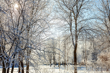Frosty trees in snowy forest, cold weather in sunny morning. Tranquil winter nature in sunlight. Inspirational natural winter garden or park. Peaceful cool ecology nature landscape background