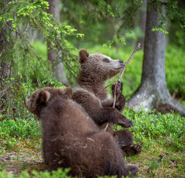 Bear-cub play with branch. bear cubs in the summer forest. Scientific name: Ursus arctos. Natural Green Background. Natural habitat. Summer season.