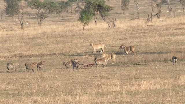 lions abandon the skeleton of an animal killed overnight to scavenging hyenas at serengeti national park in tanzania