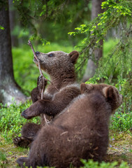 Bear-cub play with branch. bear cubs in the summer forest. Scientific name: Ursus arctos. Natural Green Background. Natural habitat. Summer season.