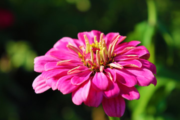 Fleure rose du jardin