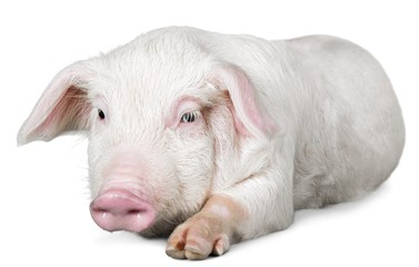 Pink Pig Resting