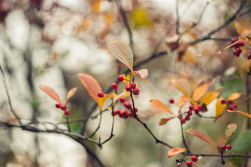 branch with red berries and golden autumn foliage