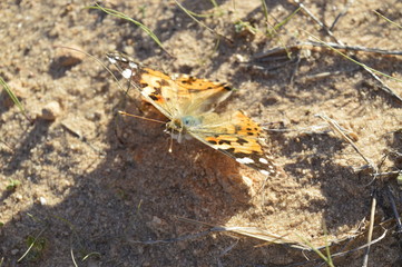 Moth