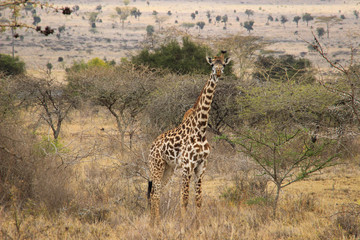 African giraffes graze in the savannah. Wildlife Africa