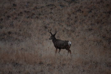 Mule Deer Buck