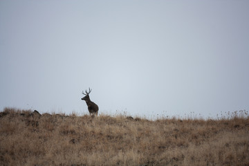 Mule Deer Buck