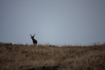 Mule Deer Buck