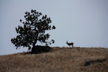 Mule Deer Buck