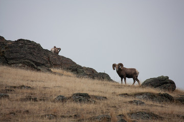 Bachelor Herd