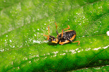 Ladybug
