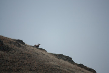 Bighorn Ram