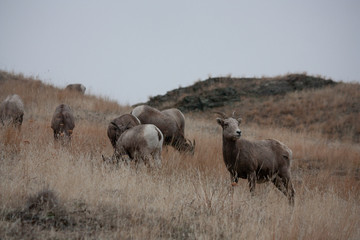 Bighorn Sheep Female