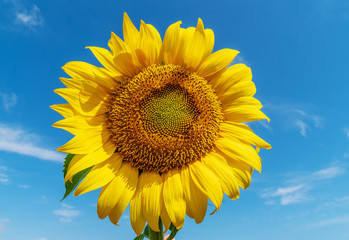 Naklejka premium Beautiful sunflowers in the field natural background, Sunflower blooming.