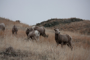 Bighorn Sheep Female