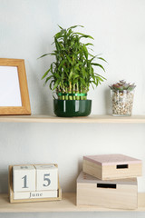 Shelves with green lucky bamboo in pot and decor on light wall