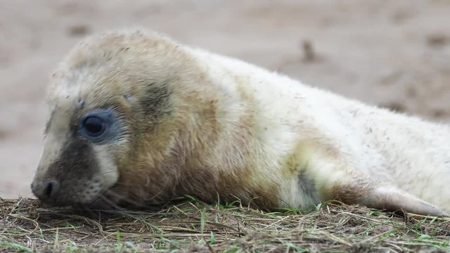 Grey Seal Pup On the Beach Dunes at Donna Nook, Lincolnshire.