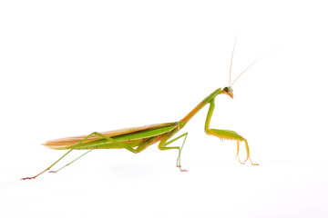 Mantis in white background
