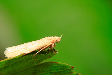 white moth insects