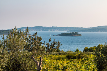 Weingut in Kroatien auf Peljesac