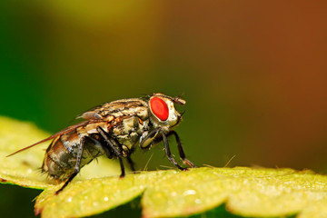 closeup of tachina fly