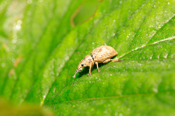 weevil, a kind of insect has a long nose