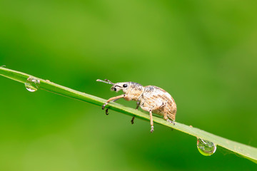 weevil, a kind of insect has a long nose