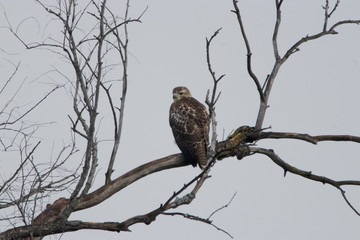 Red-Tailed Hawk Looking Back