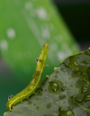 Bruco verde: Chrysodeixis chalcites, Alsophila aescularia, su foglia di cavolo.