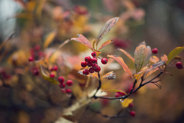 branch with red berries and golden autumn foliage