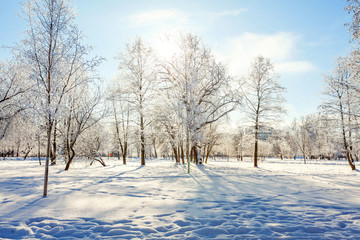 Frosty trees in snowy forest, cold weather in sunny morning