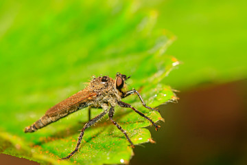 tabanidae insect prey on aphids